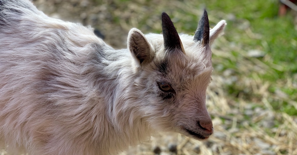 A very cute small goat