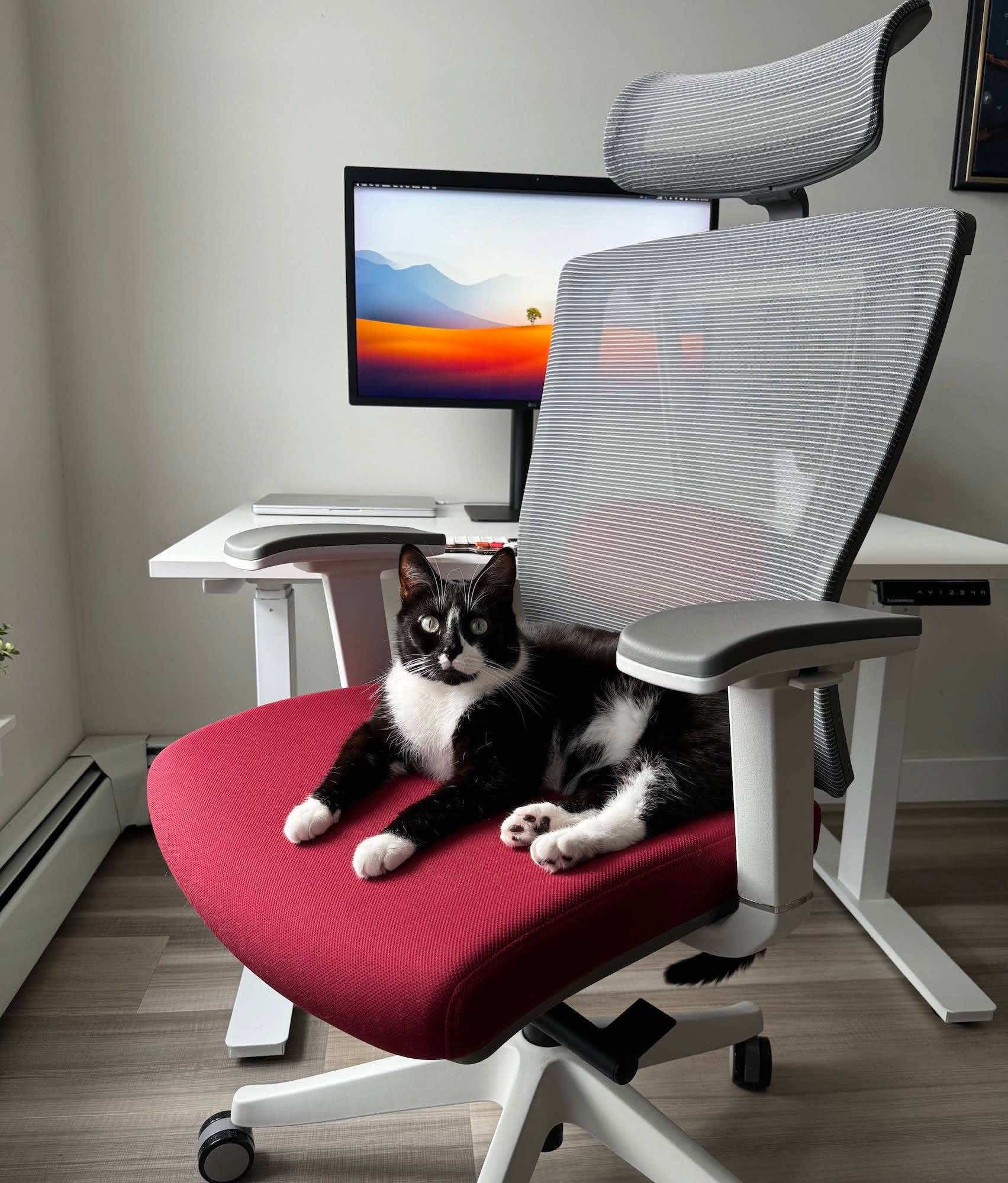 Black cat sitting on red office chair in front of desk staring deeply into camera