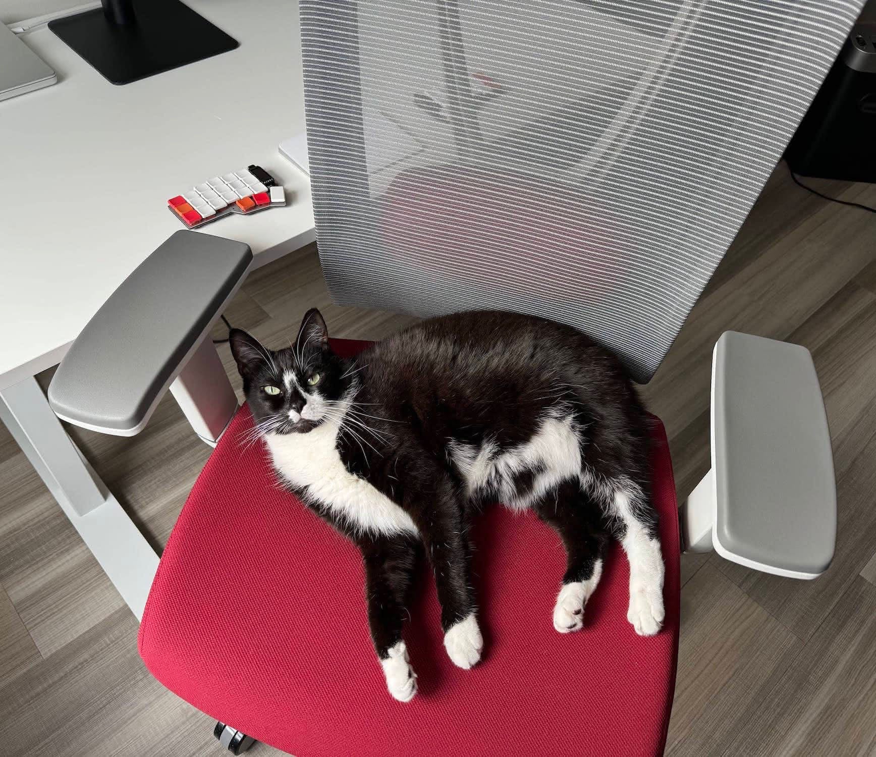 Black cat lying on red office chair staring at camera from above with a relaxed expression