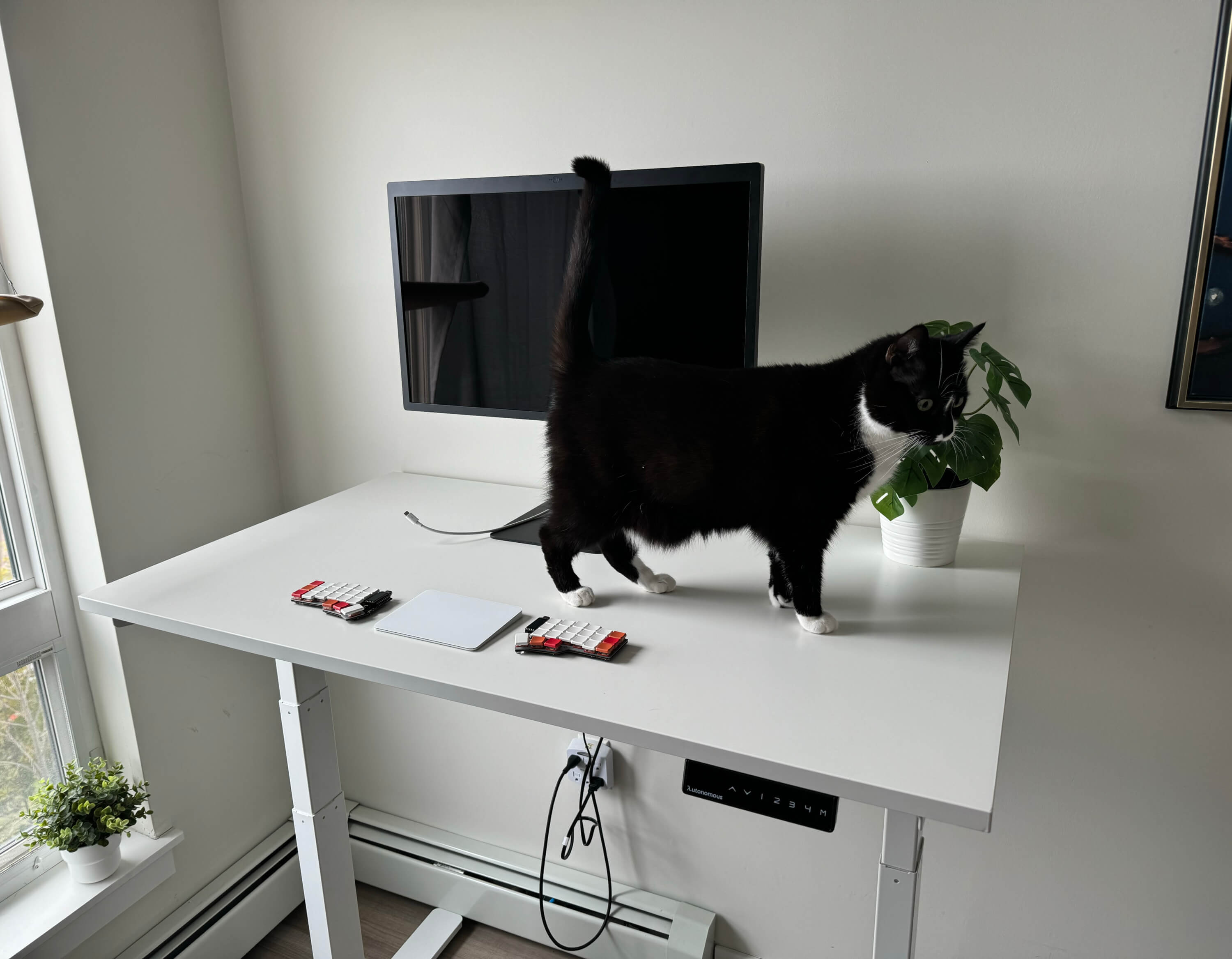 Black cat walking across white standing desk top in high desk position
