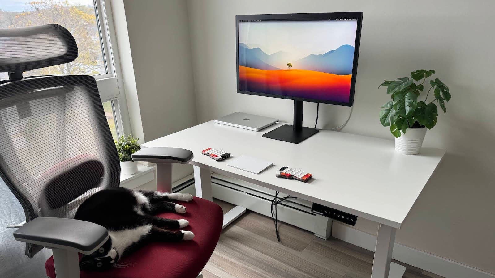 Black cat sitting on red chair facing camera in front of white standing desk