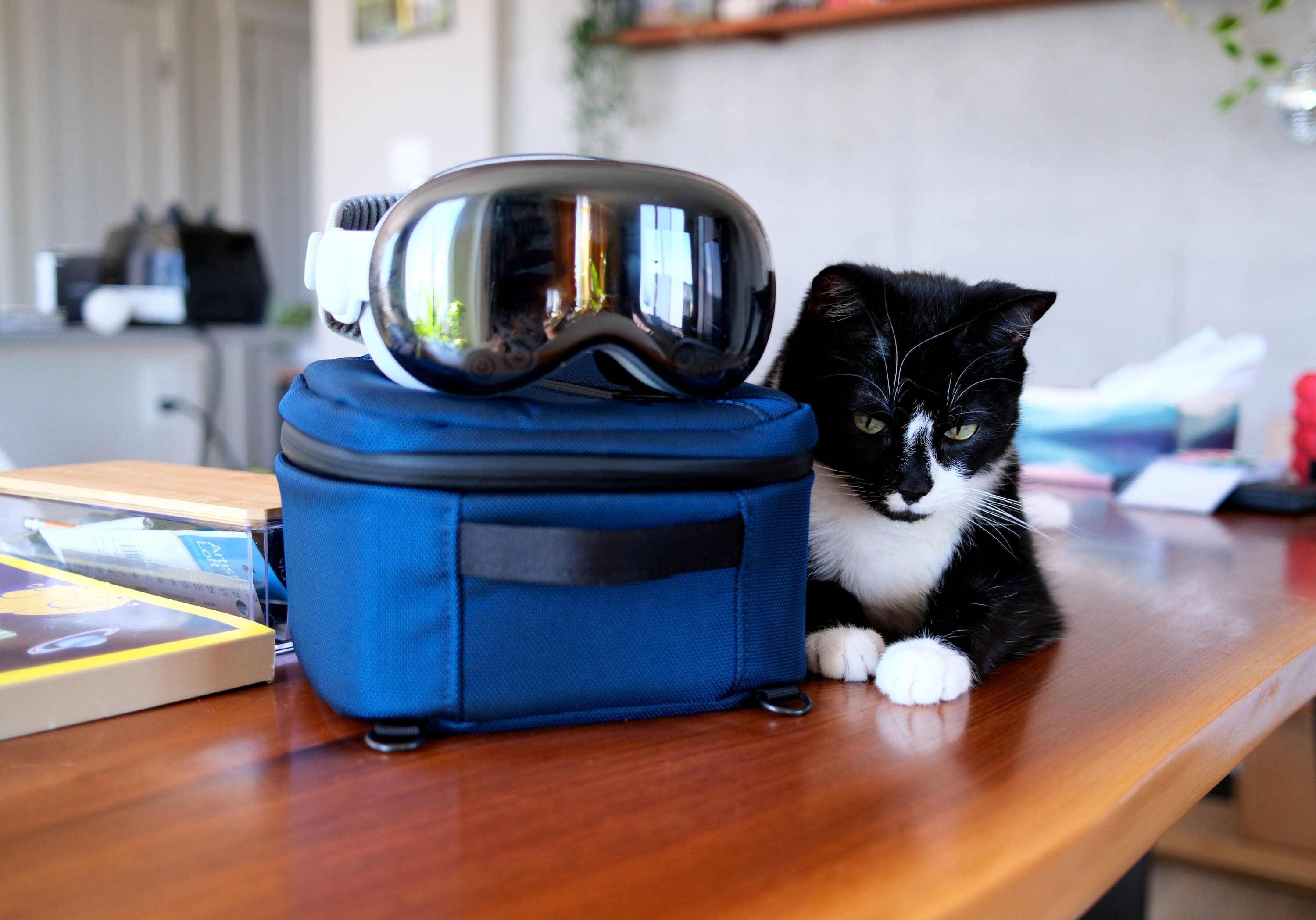 Vision Pro on top of a blue lunchbox style case for it, next to a black and white cat looking at its paws
