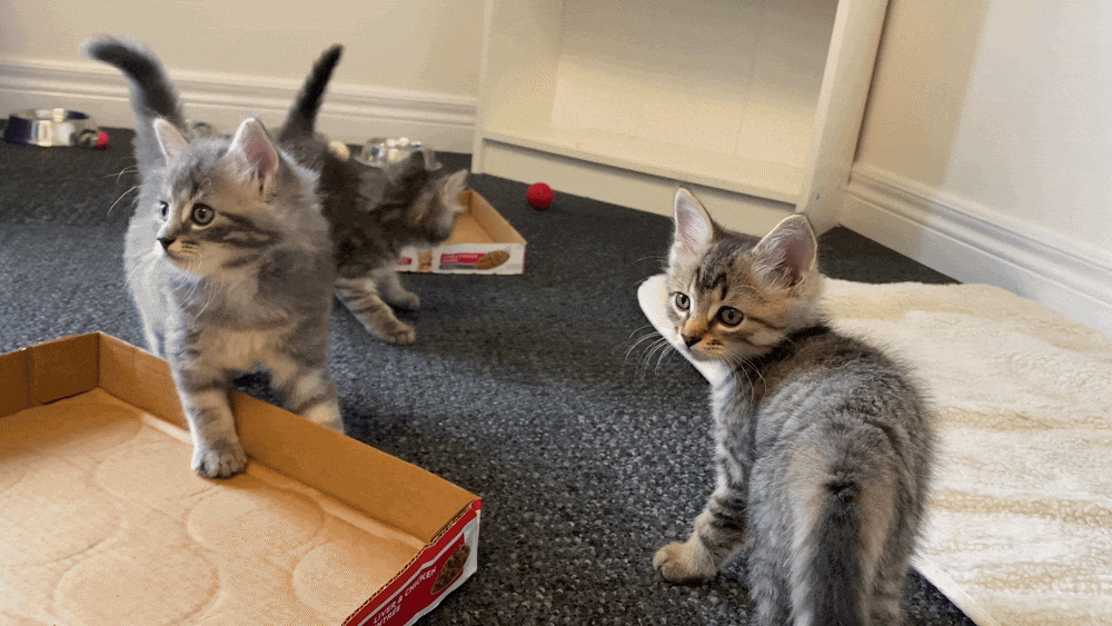Three kittens playing with a pink feather toy on a carpet