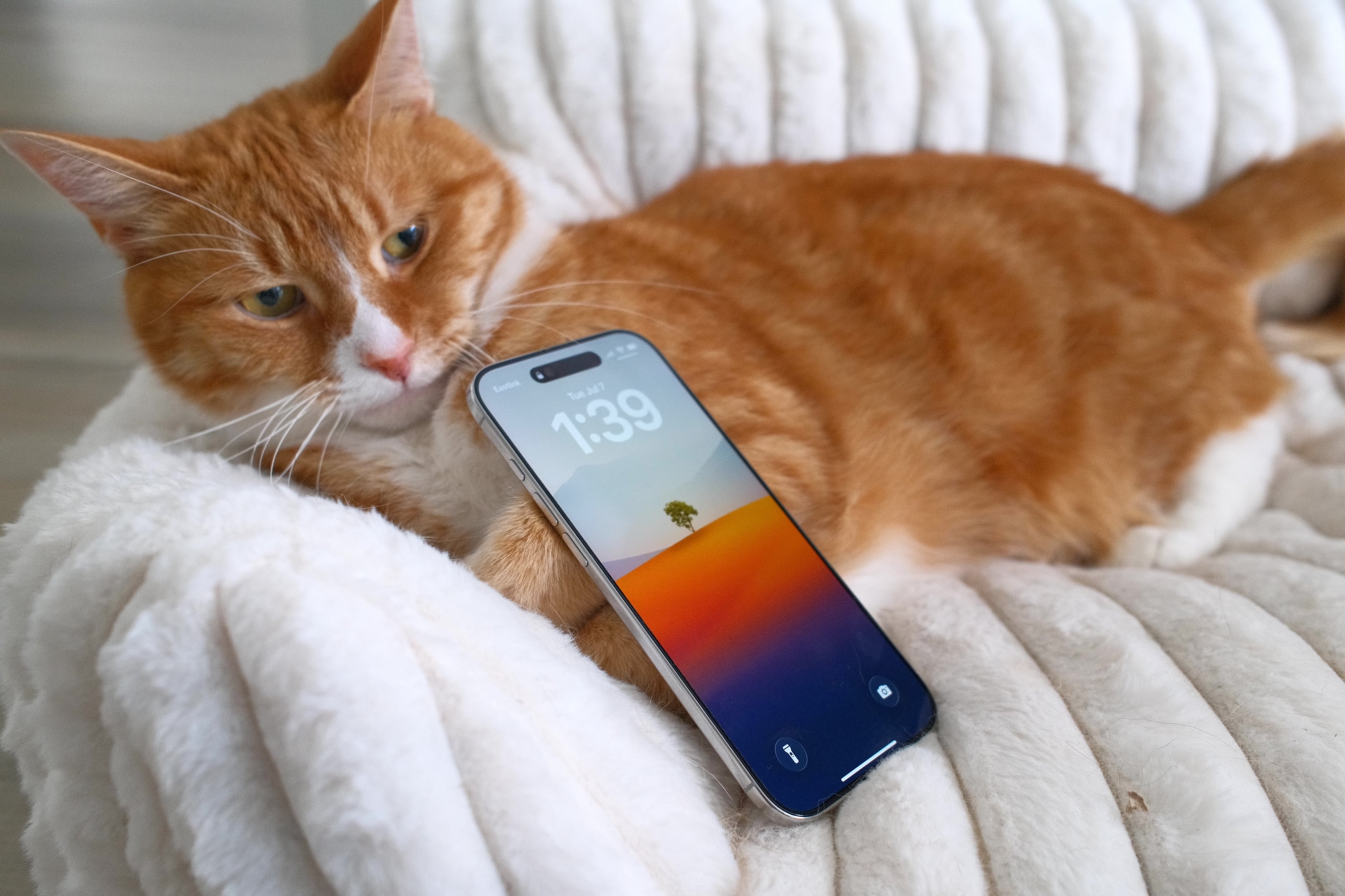 The iPhone Air leaning up against my orange cat who looks displeased